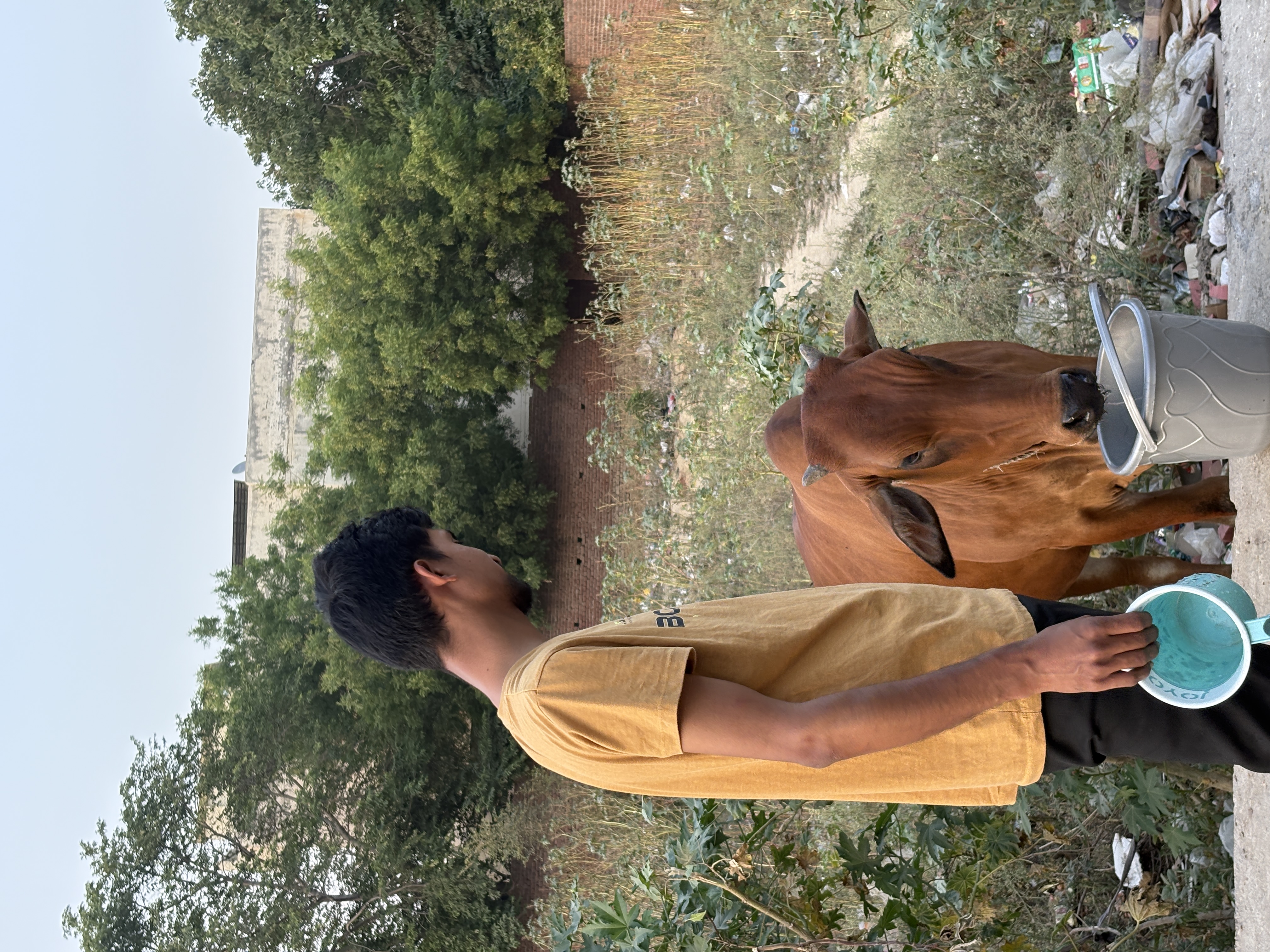 Animal water service