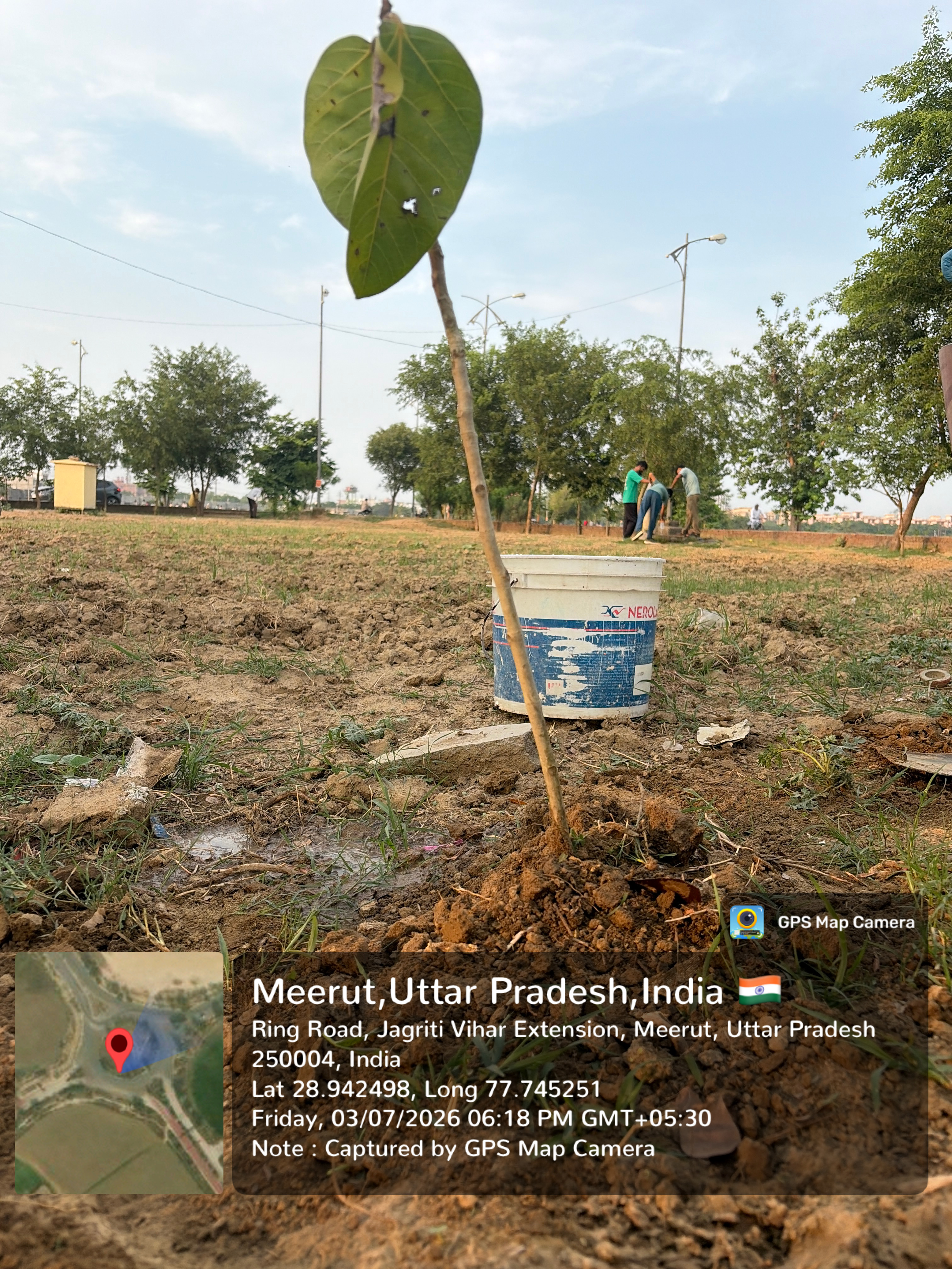 Plantation drive