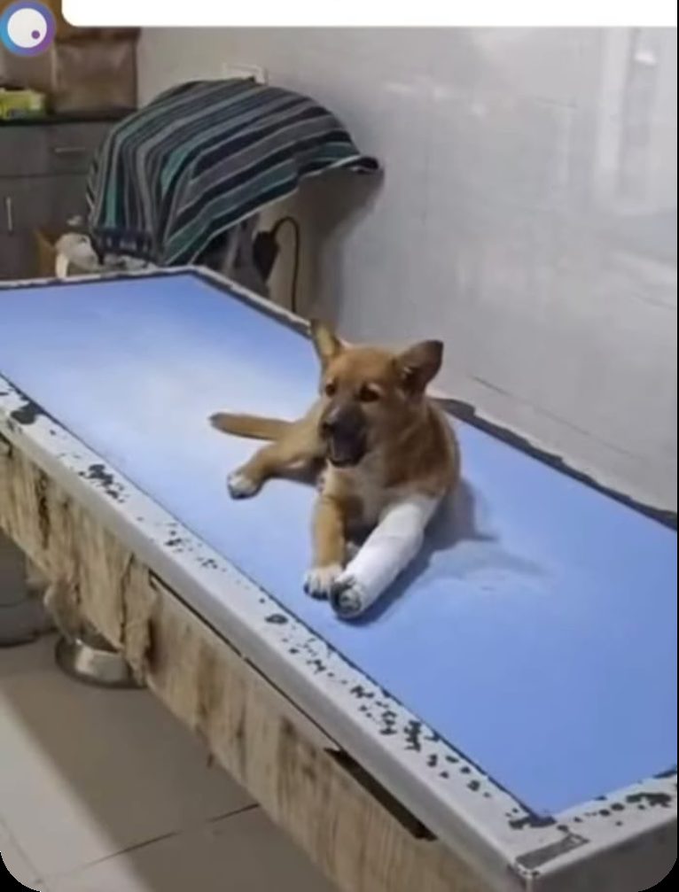 Animal welfare rescue